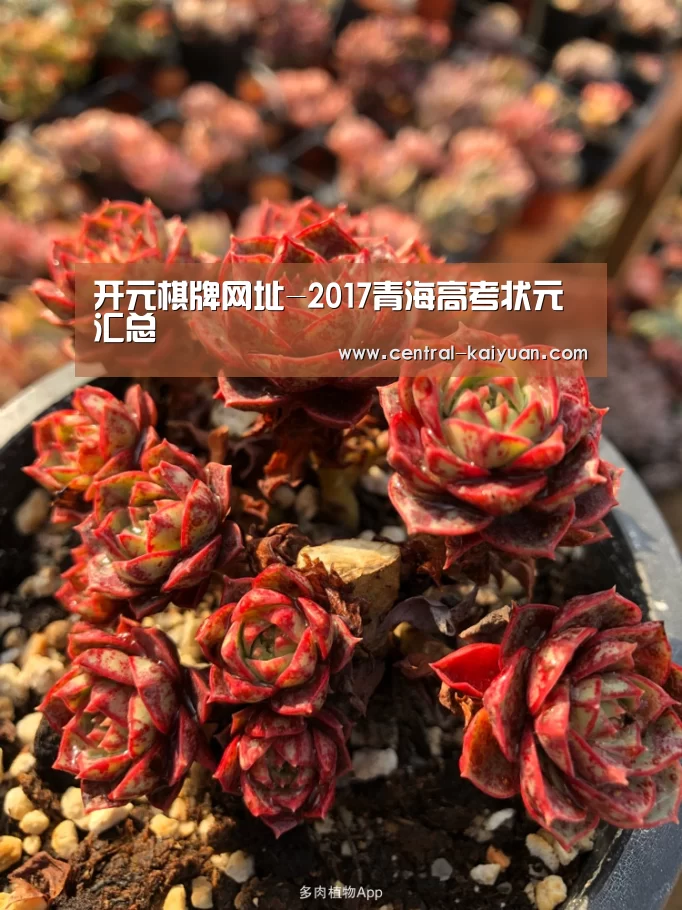 开元棋牌网址