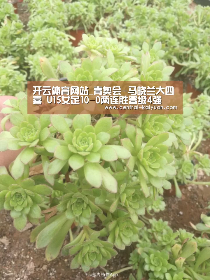 开云体育网站_青奥会-马晓兰大四喜 U15女足10-0两连胜晋级4强(图2) 开云体育官网